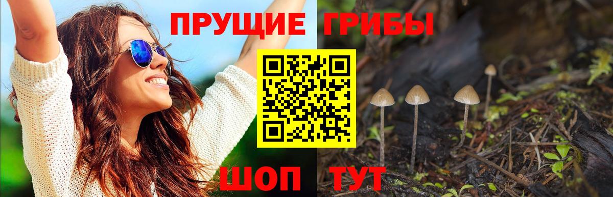 Галлюциногенные грибы Psilocybine cubensis Абакан